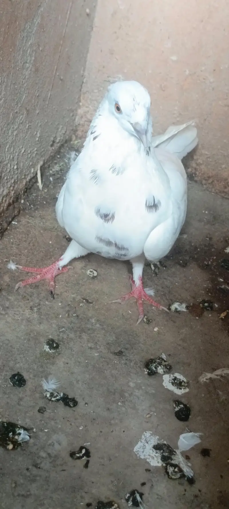 low flyer best piegon — photo 7