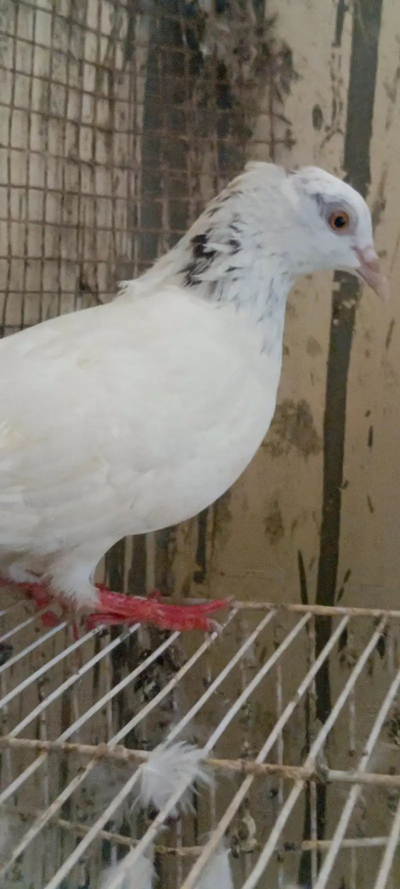 low flyer best piegon — photo 8