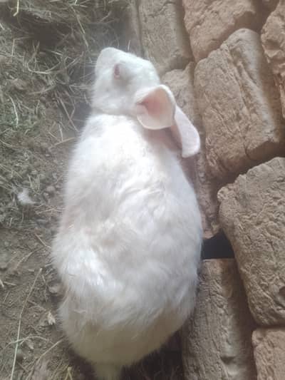 Rabbit females white color and red eyes