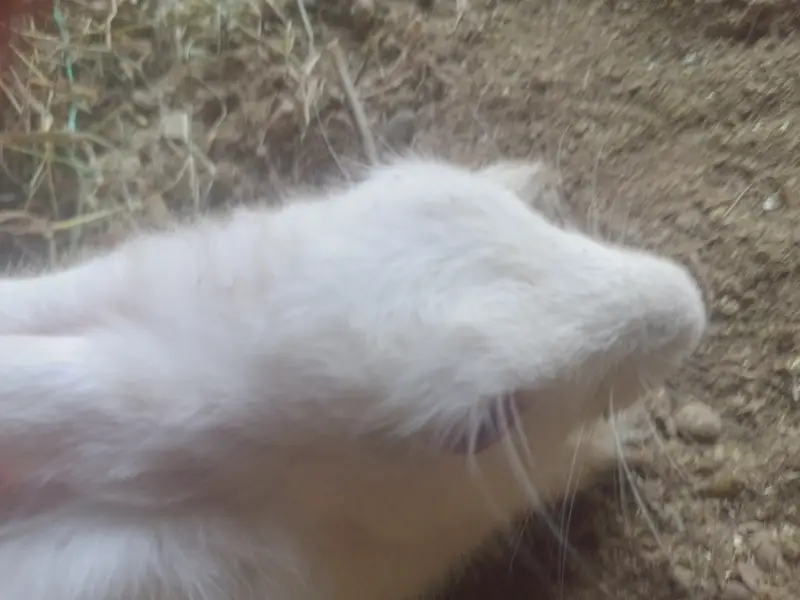 Rabbit females white color and red eyes — photo 2
