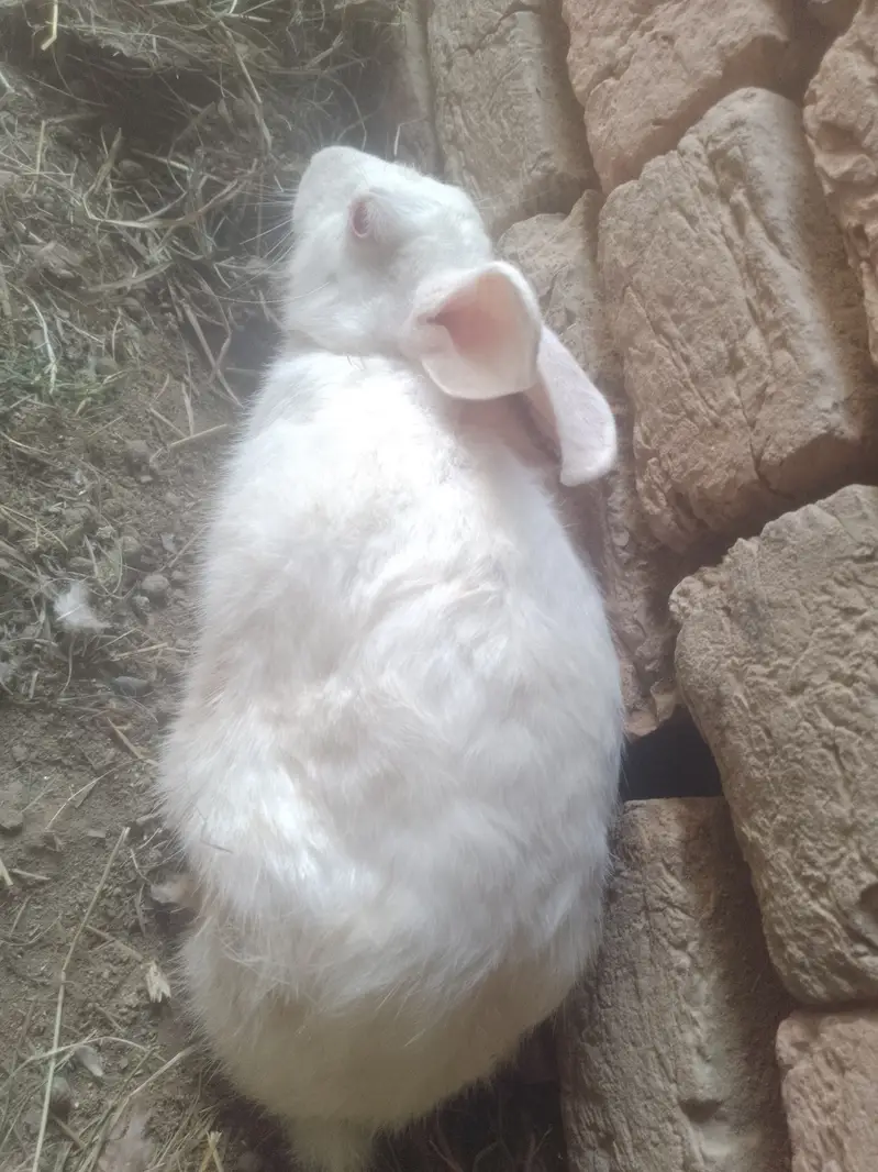 Rabbit females white color and red eyes — photo 4