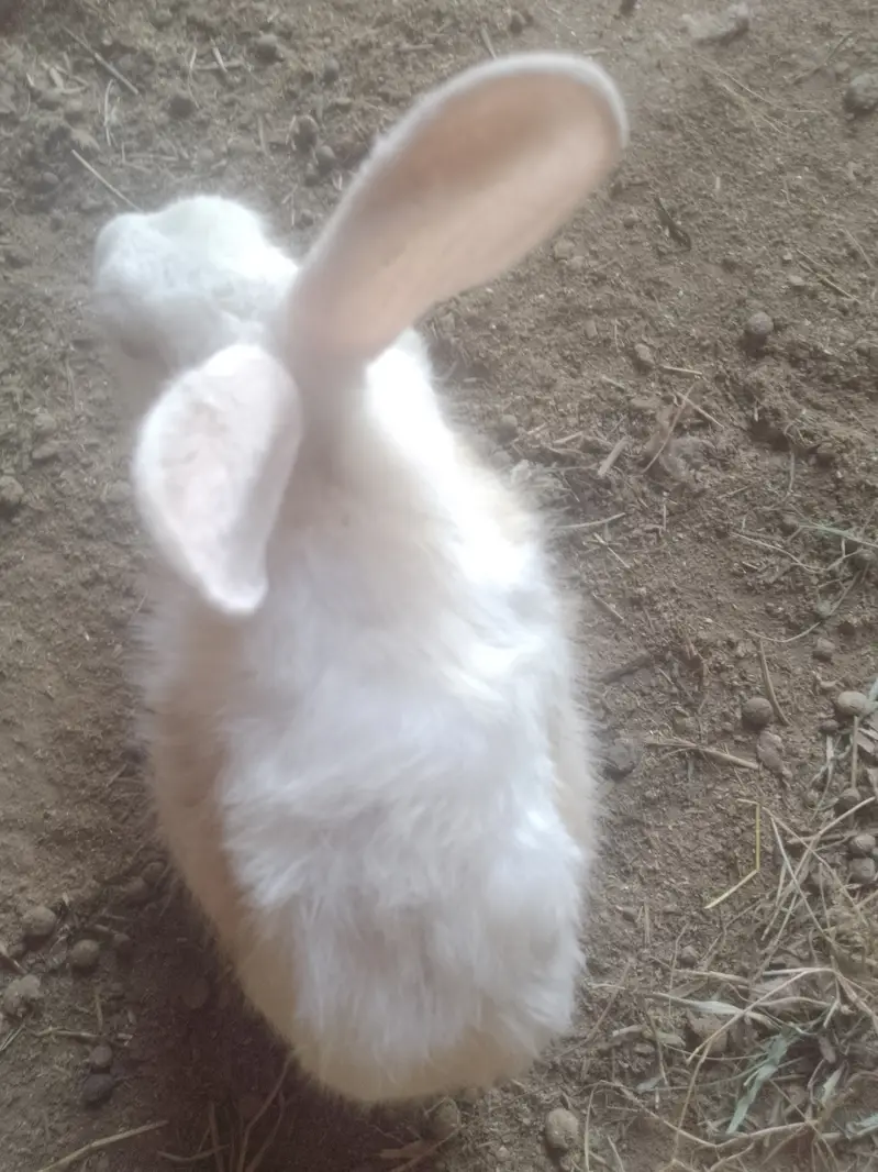 Rabbit females white color and red eyes — photo 6