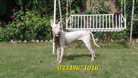 kohati gultair male age 12 month