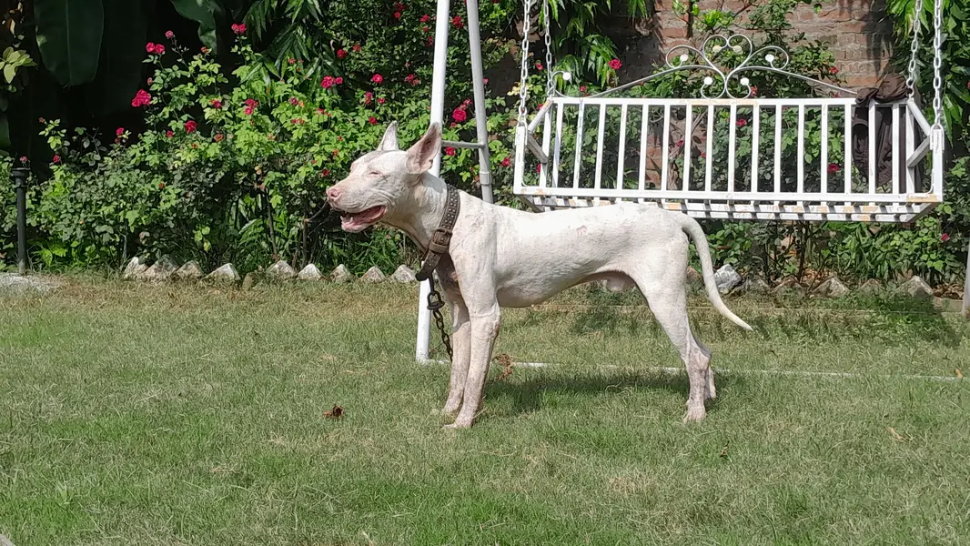 kohati gultair male age 12 month — photo 2