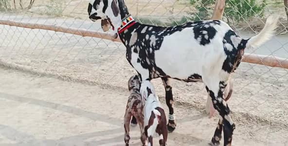 2 Bacchon ka sath Desi Bakri For Sale/ 03242703715