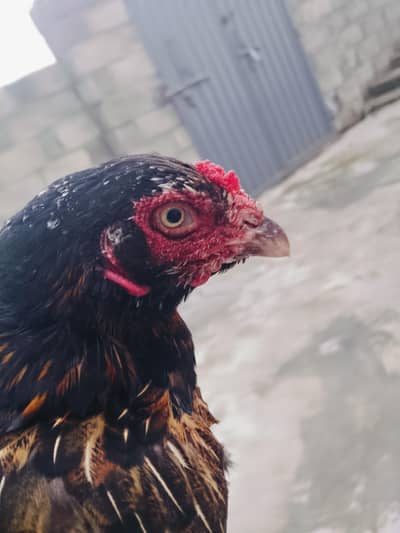 aseel madi for sale abi kuruk hone wali hai