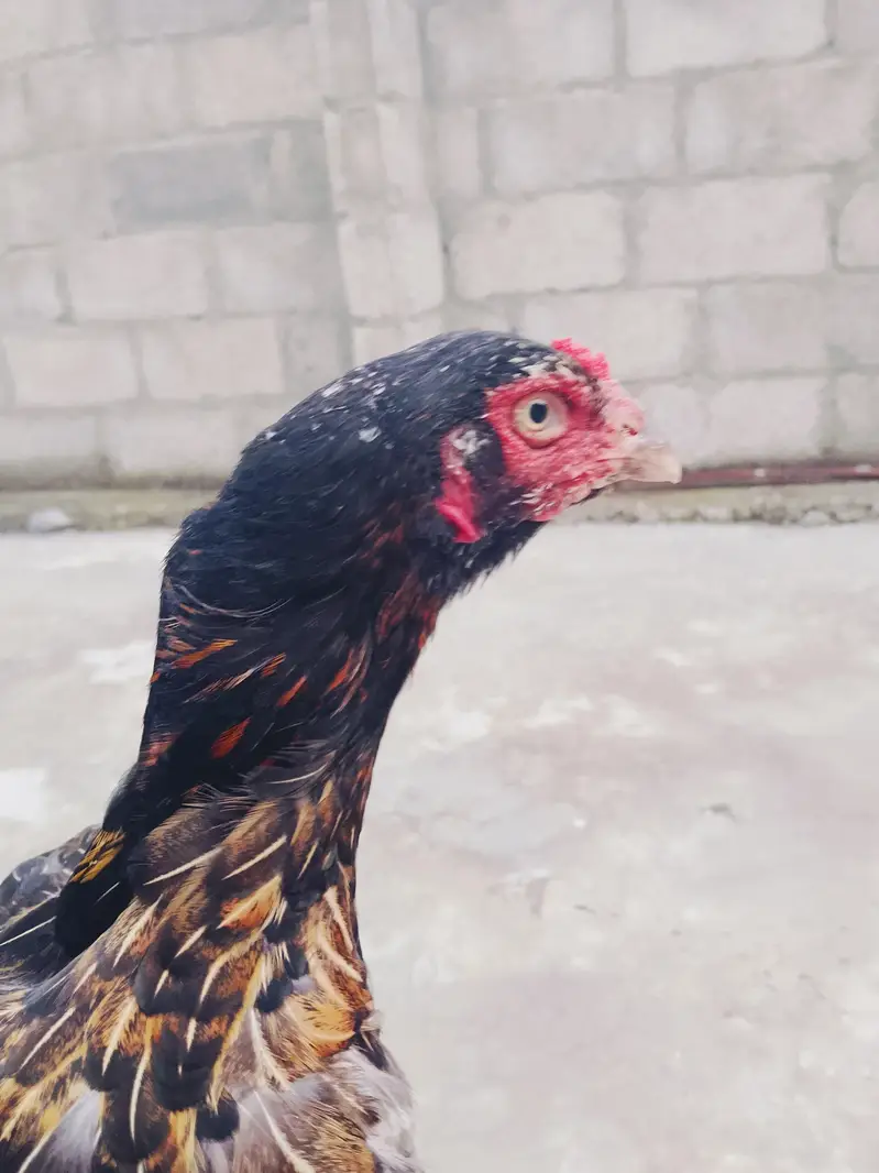 aseel madi for sale abi kuruk hone wali hai — photo 3