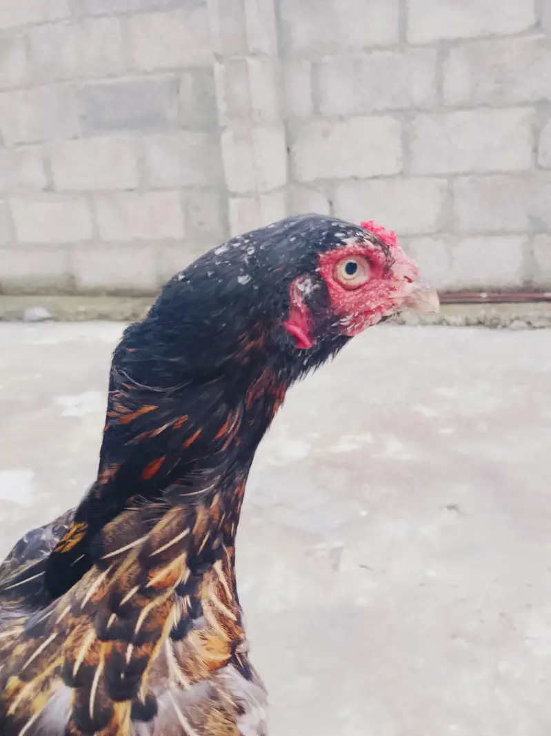 aseel madi for sale abi kuruk hone wali hai — photo 4