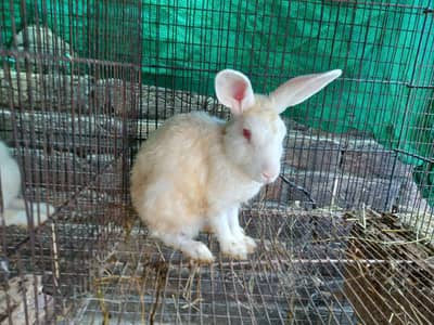 White rabbits red eyes