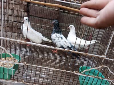 Murgha (Hen)  and pigeons with cage for sale