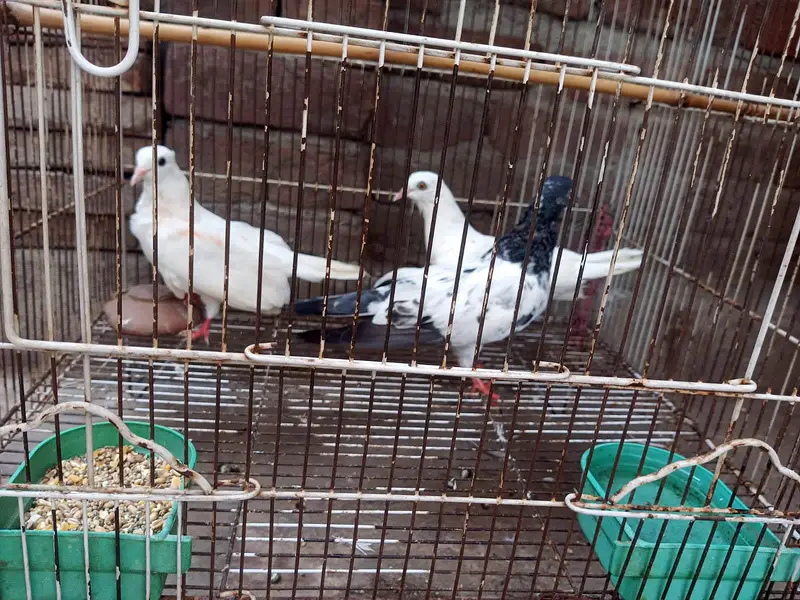 Murgha (Hen)  and pigeons with cage for sale — photo 2