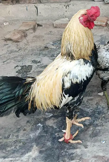 Murgha (Hen)  and pigeons with cage for sale — photo 3