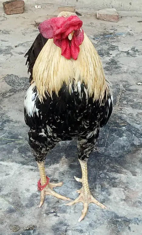 Murgha (Hen)  and pigeons with cage for sale — photo 4