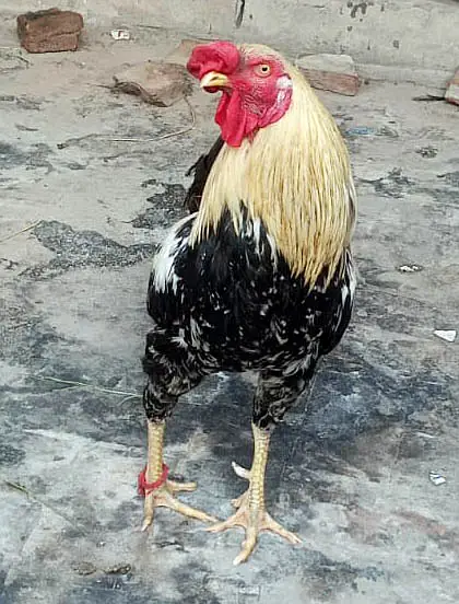 Murgha (Hen)  and pigeons with cage for sale — photo 5