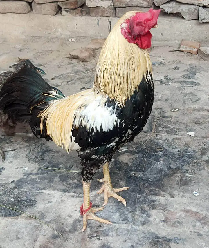 Murgha (Hen)  and pigeons with cage for sale — photo 7