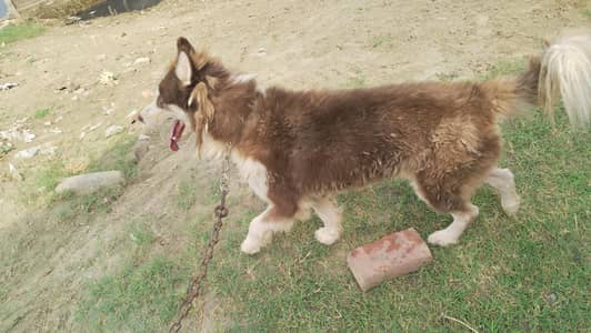 Husky urgent sale