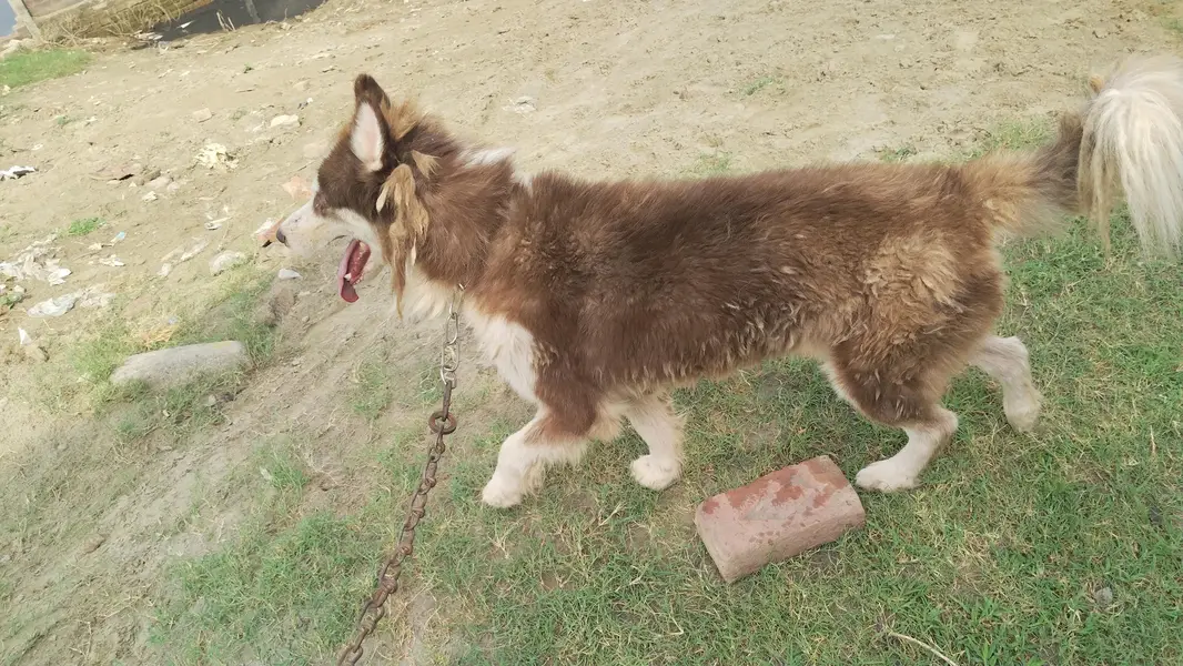 Husky urgent sale