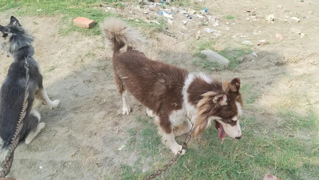 Husky urgent sale — photo 2