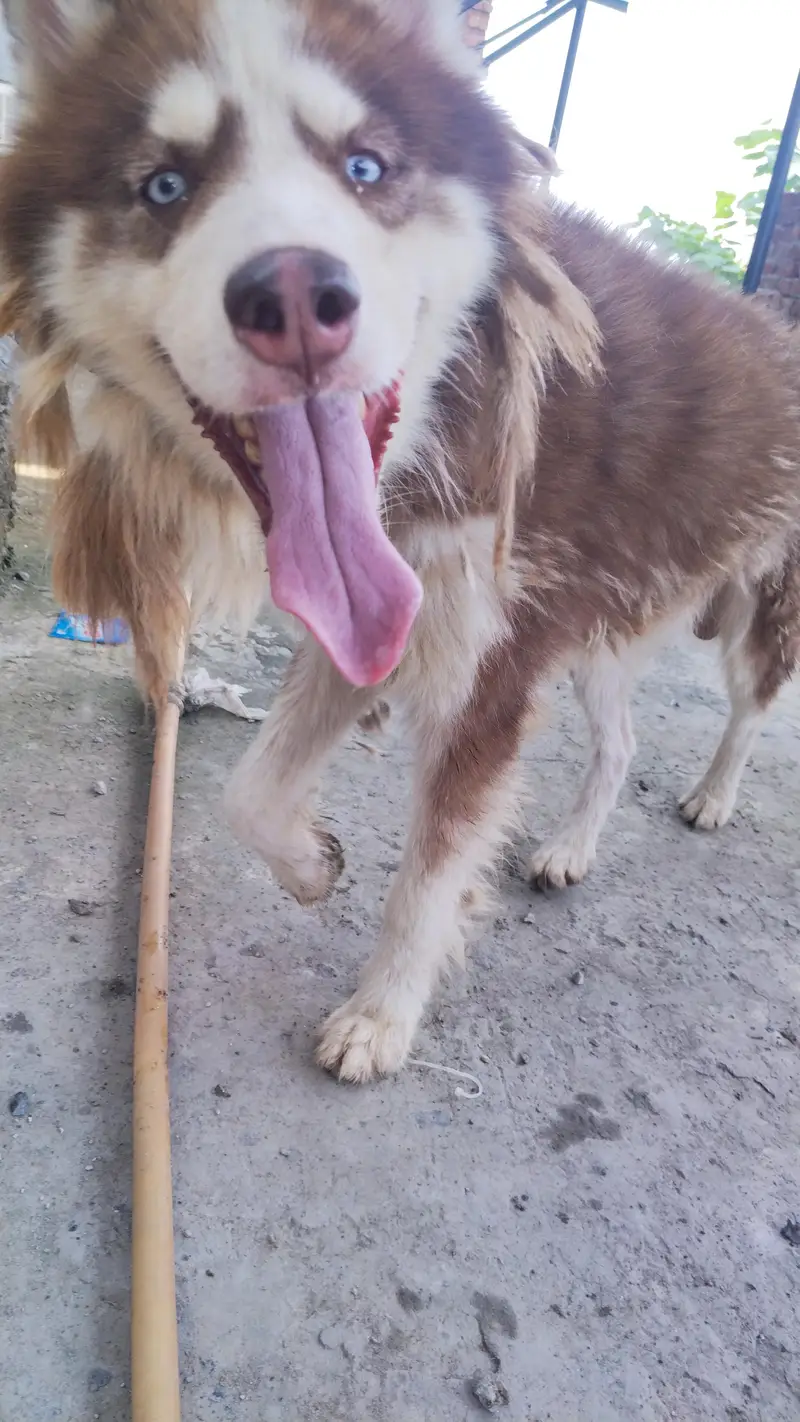Husky urgent sale — photo 3