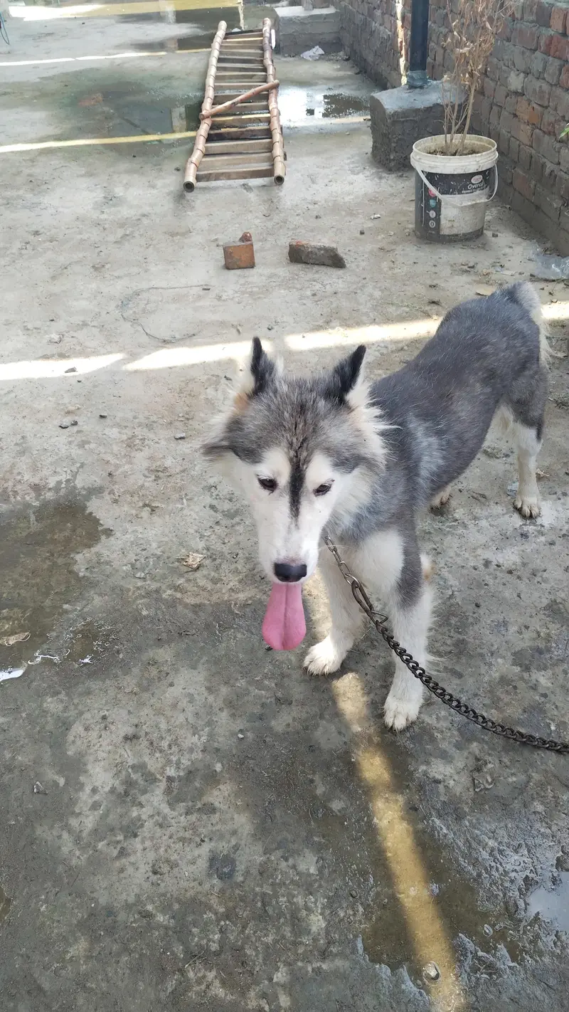 Husky urgent sale — photo 4