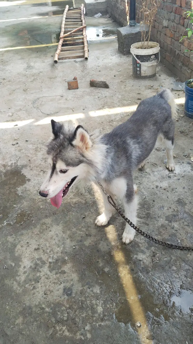 Husky urgent sale — photo 5