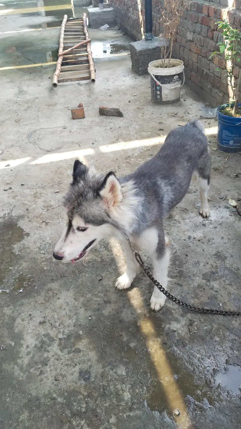 Husky urgent sale — photo 6