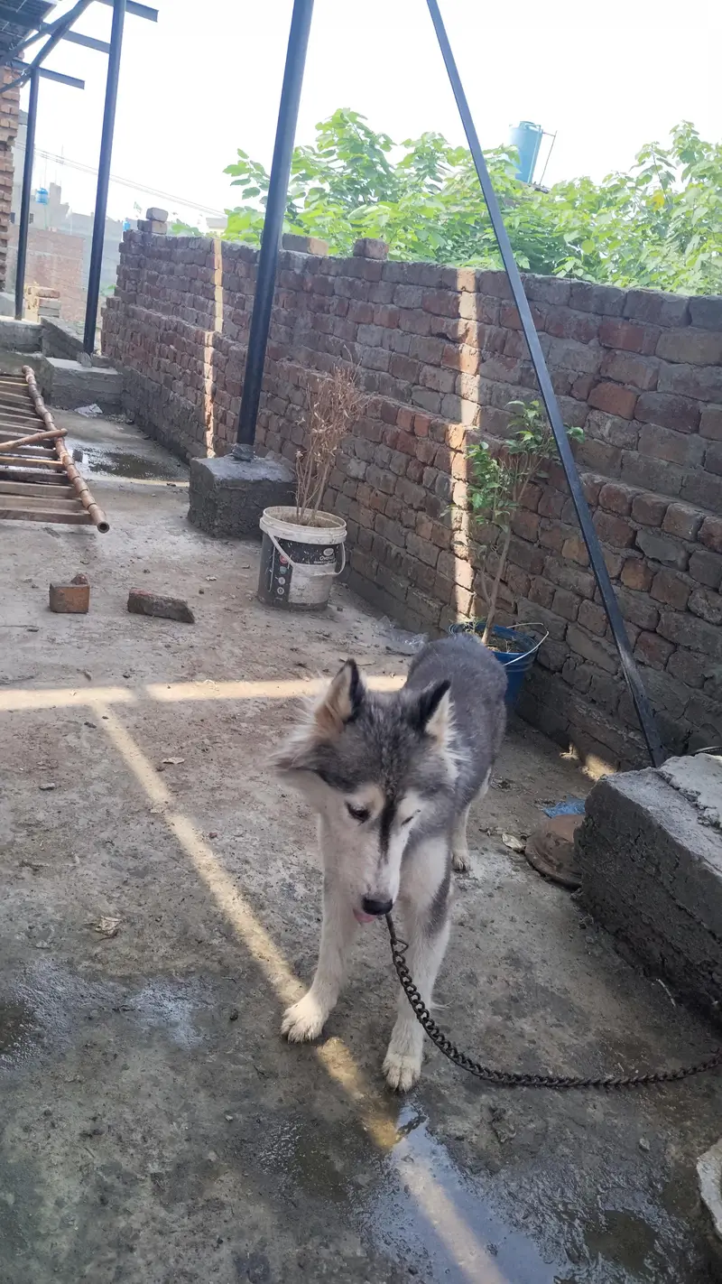 Husky urgent sale — photo 7