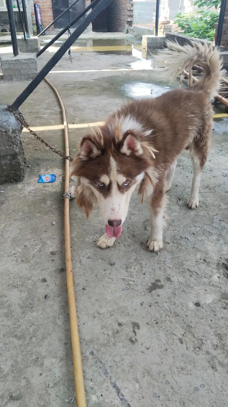 Husky urgent sale — photo 8
