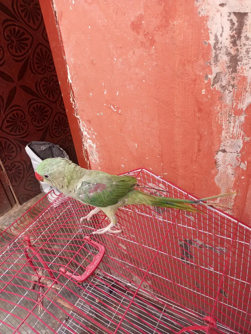 14 month ka ha mala bhra vla toking be krta ha halki halki — photo 2