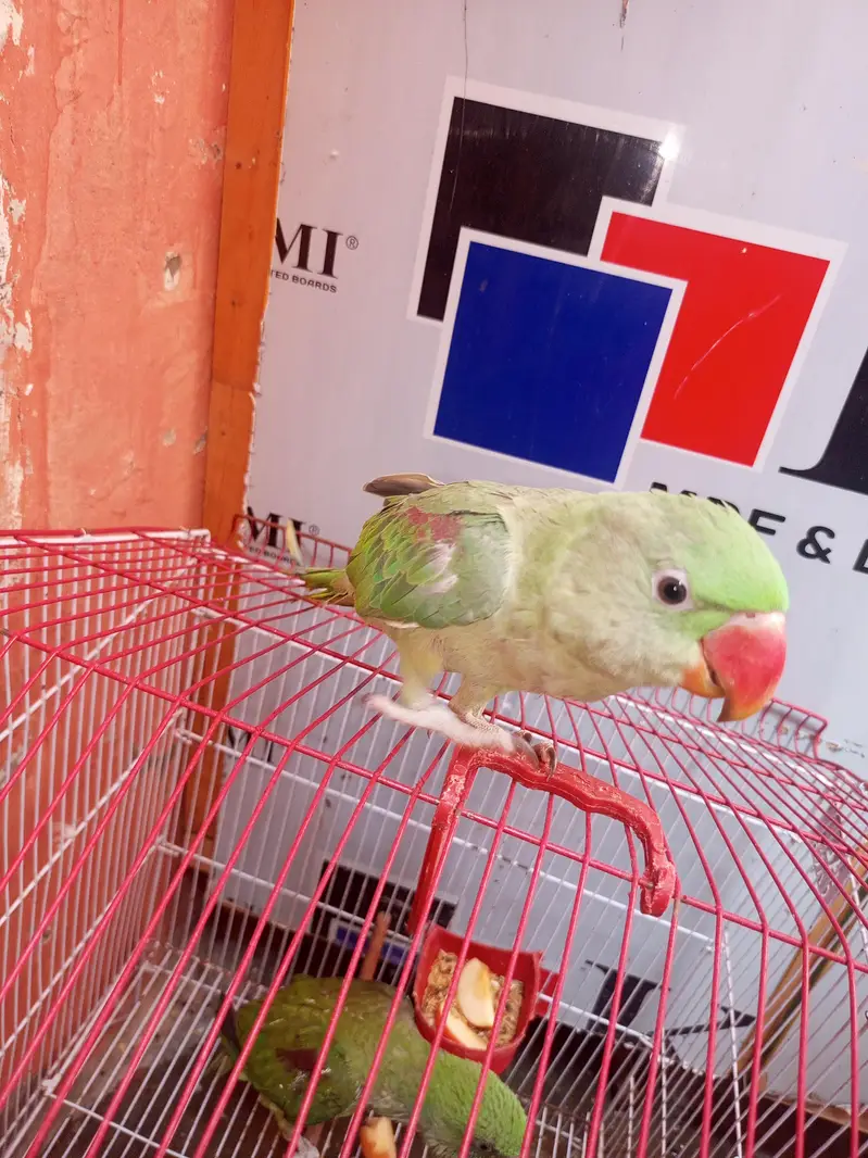 14 month ka ha mala bhra vla toking be krta ha halki halki — photo 5