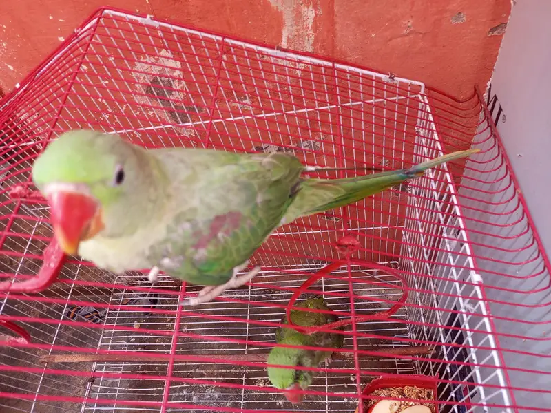 14 month ka ha mala bhra vla toking be krta ha halki halki — photo 7