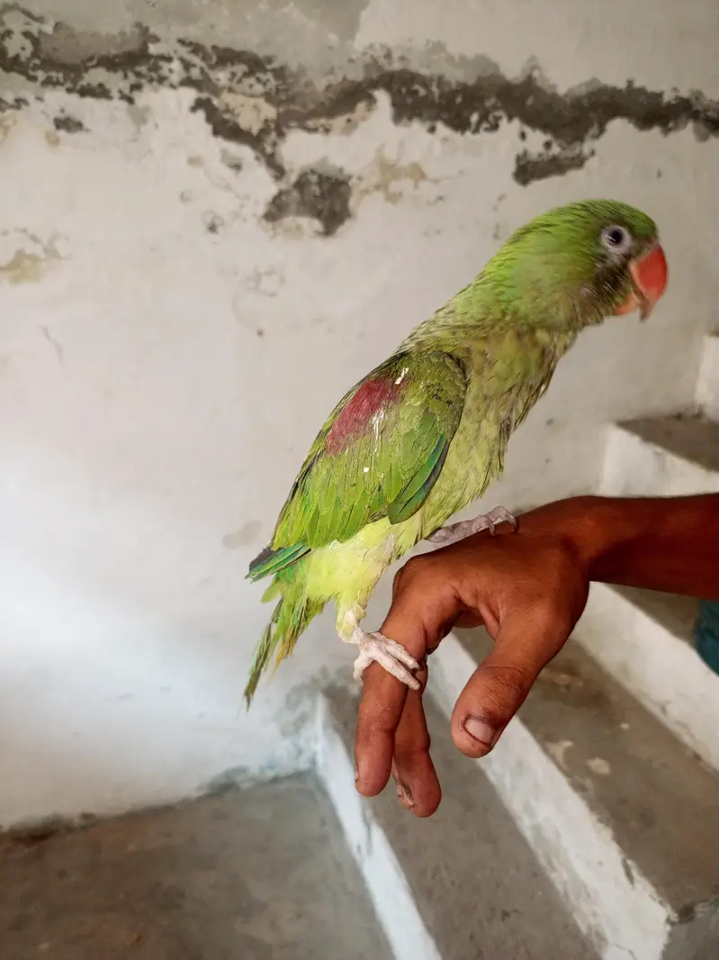 14 month ka ha mala bhra vla toking be krta ha halki halki — photo 11