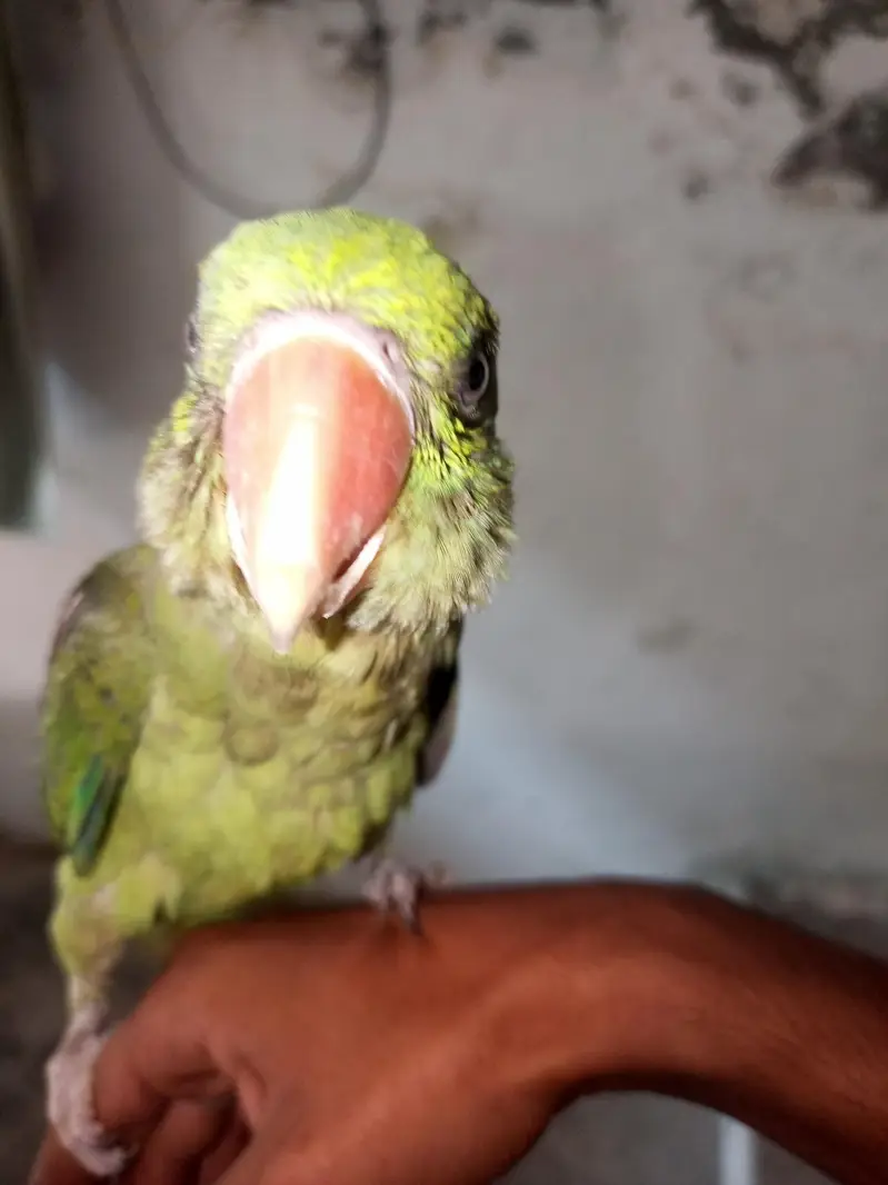 14 month ka ha mala bhra vla toking be krta ha halki halki — photo 12