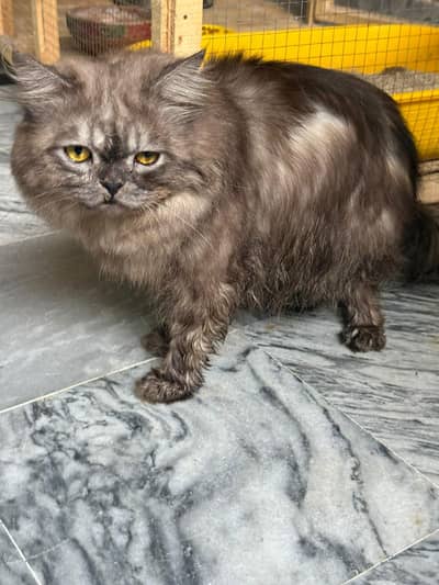 Grey Persian Cat