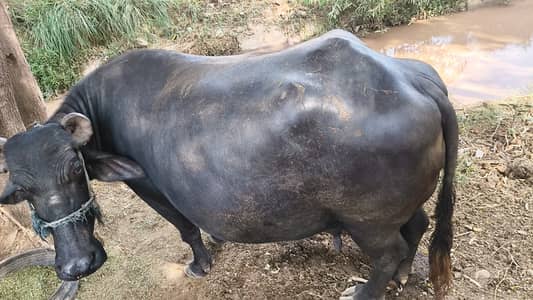 Pure Neeli Ravi Pregnant Buffalo | ghaban Bhains_2nd timer