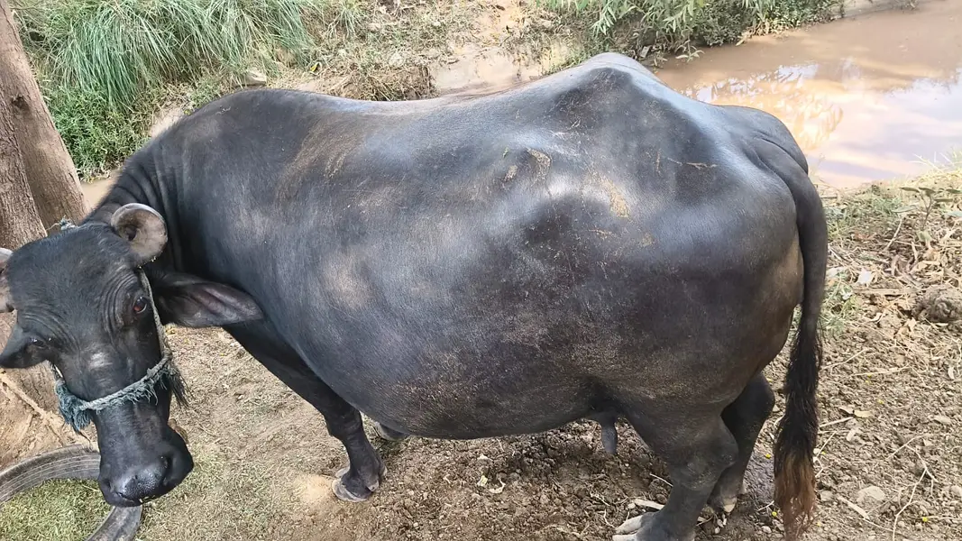 Pure Neeli Ravi Pregnant Buffalo | ghaban Bhains_2nd timer