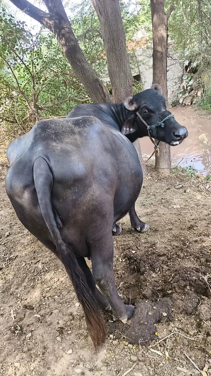 Pure Neeli Ravi Pregnant Buffalo | ghaban Bhains_2nd timer — photo 2