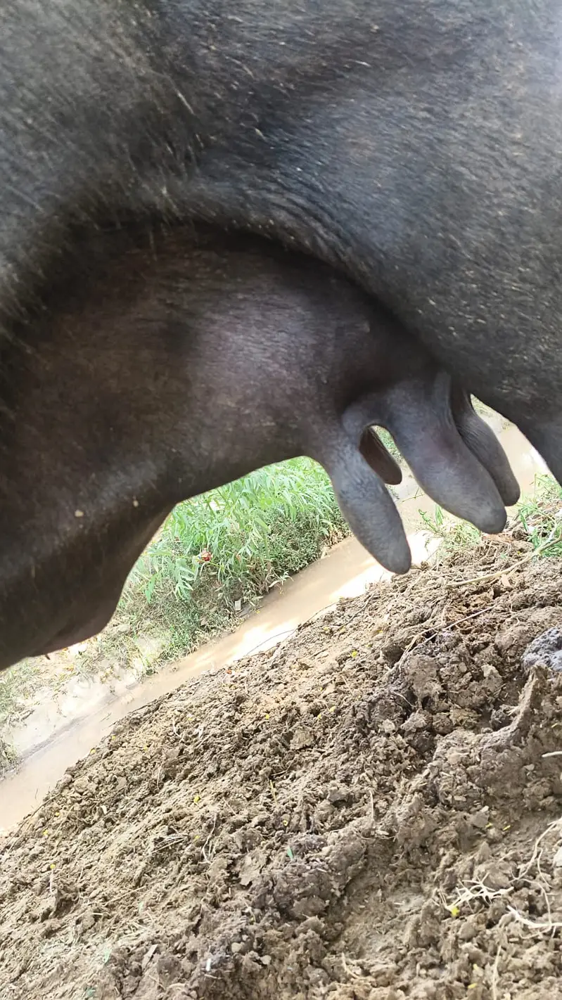 Pure Neeli Ravi Pregnant Buffalo | ghaban Bhains_2nd timer — photo 3
