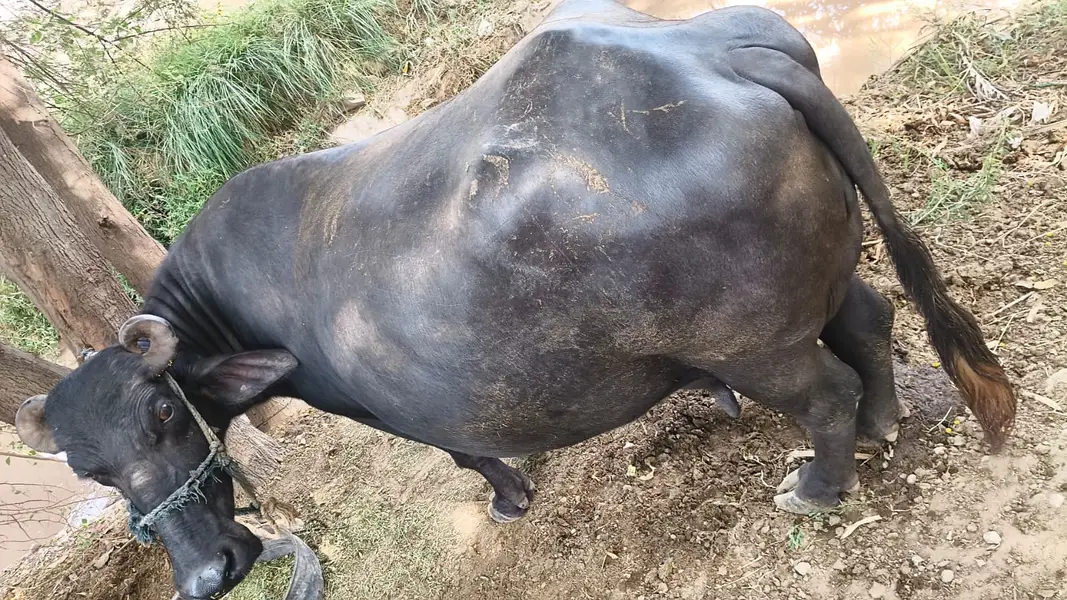 Pure Neeli Ravi Pregnant Buffalo | ghaban Bhains_2nd timer — photo 4