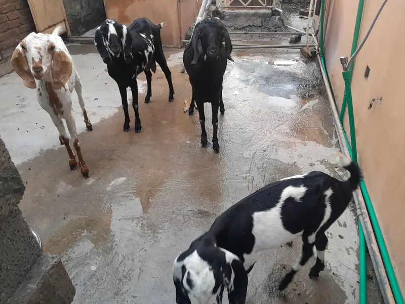 3 bakrian or aik path he bakria MashaAllah sehat mand hen — photo 2
