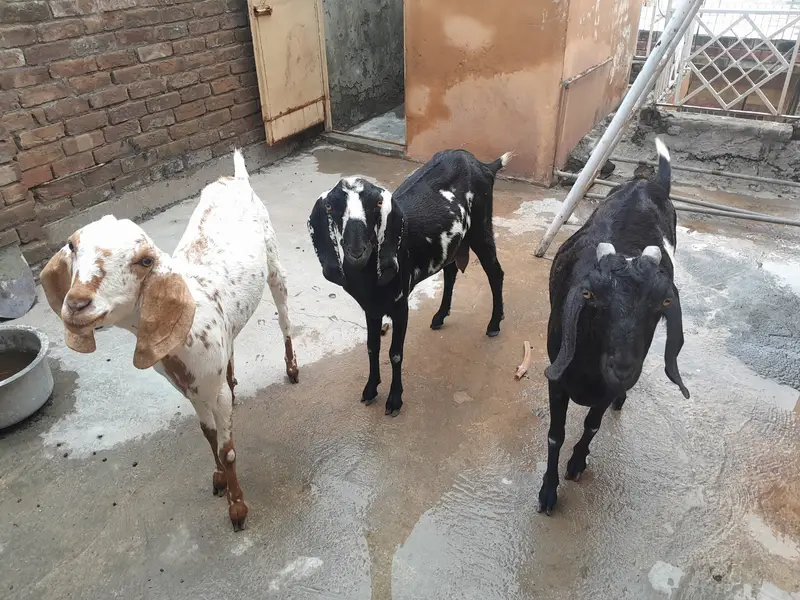 3 bakrian or aik path he bakria MashaAllah sehat mand hen — photo 3