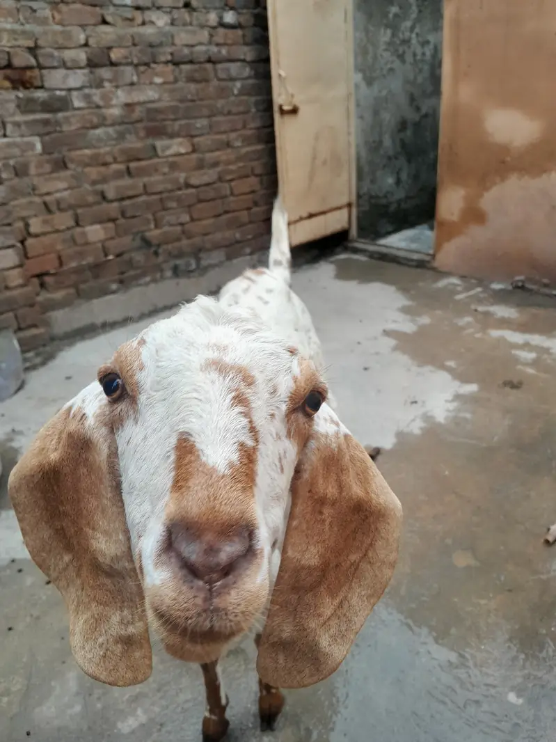 3 bakrian or aik path he bakria MashaAllah sehat mand hen — photo 4