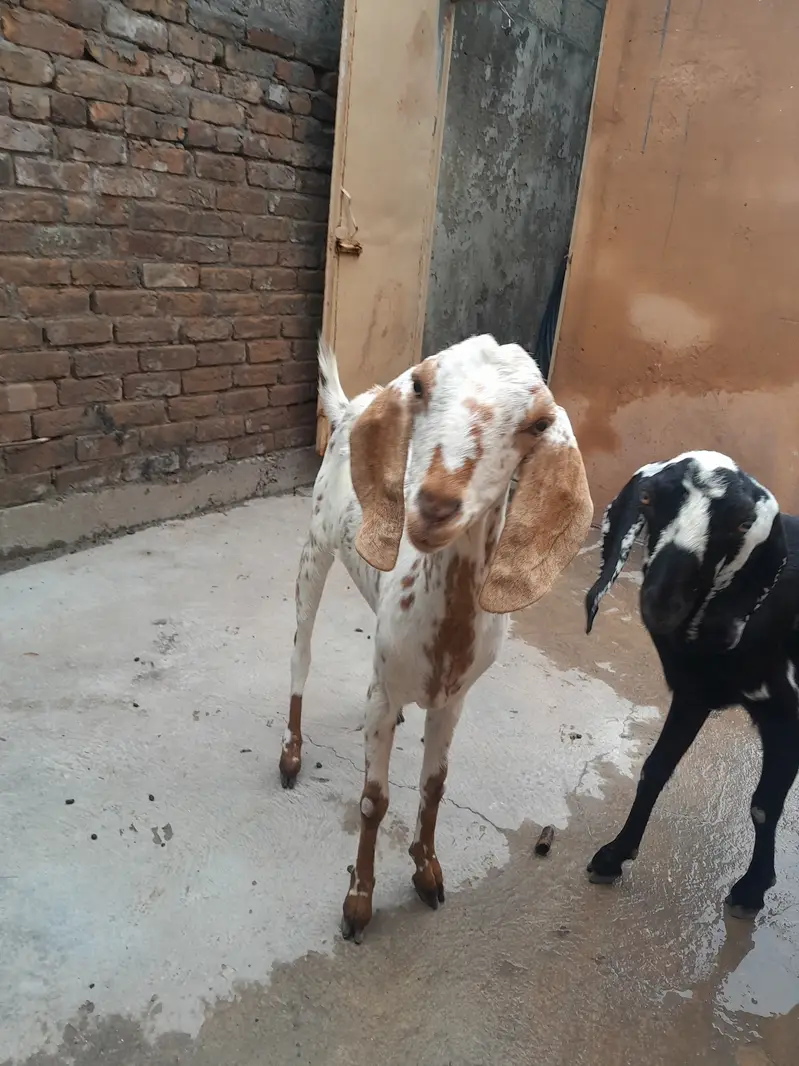 3 bakrian or aik path he bakria MashaAllah sehat mand hen — photo 5
