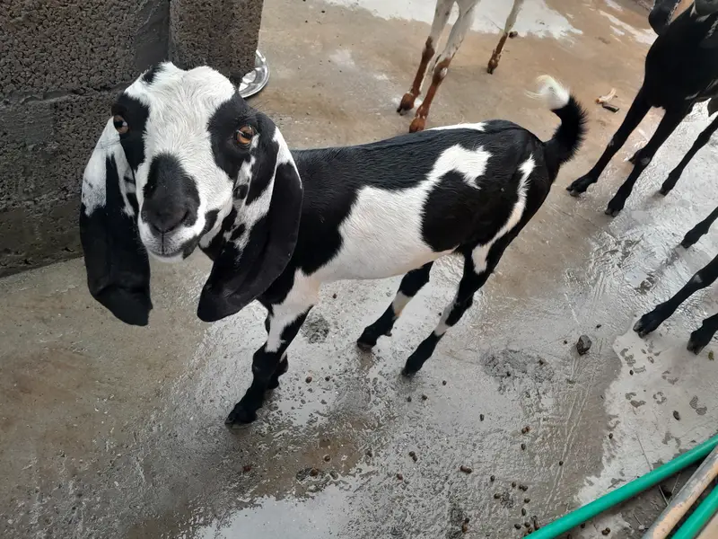 3 bakrian or aik path he bakria MashaAllah sehat mand hen — photo 7