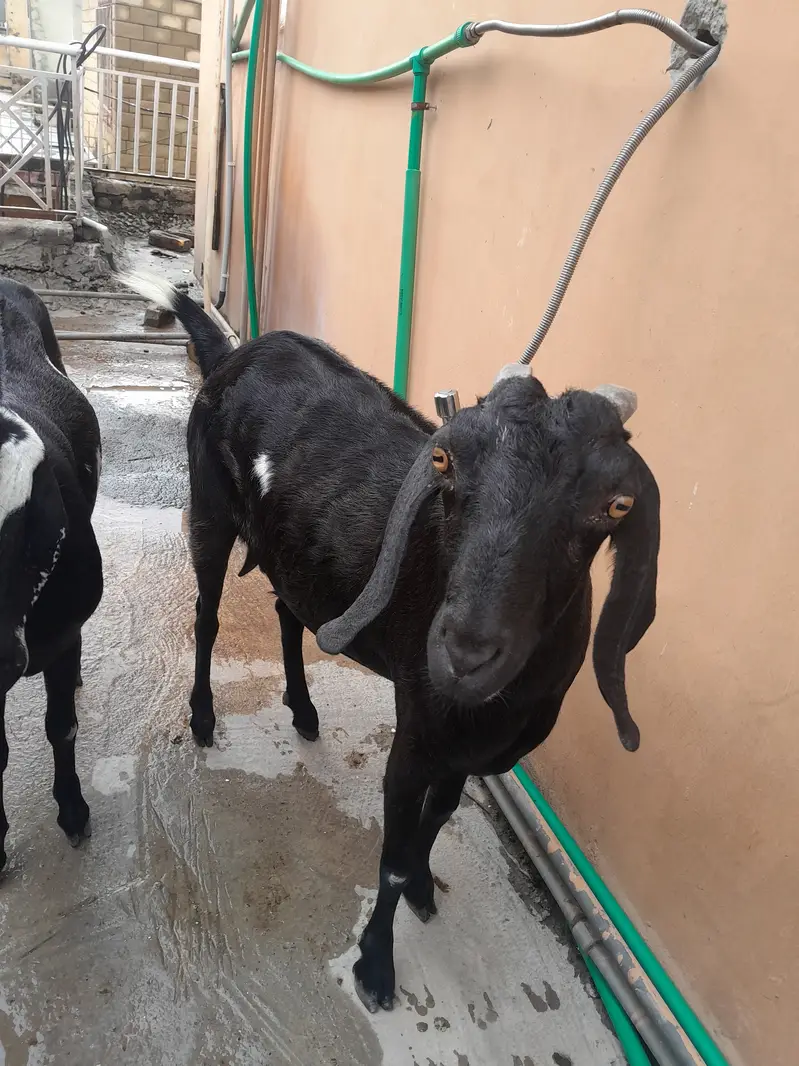 3 bakrian or aik path he bakria MashaAllah sehat mand hen — photo 8