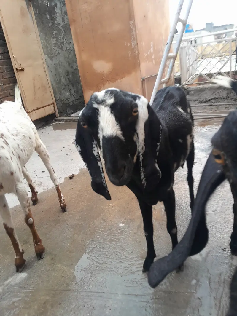 3 bakrian or aik path he bakria MashaAllah sehat mand hen — photo 9