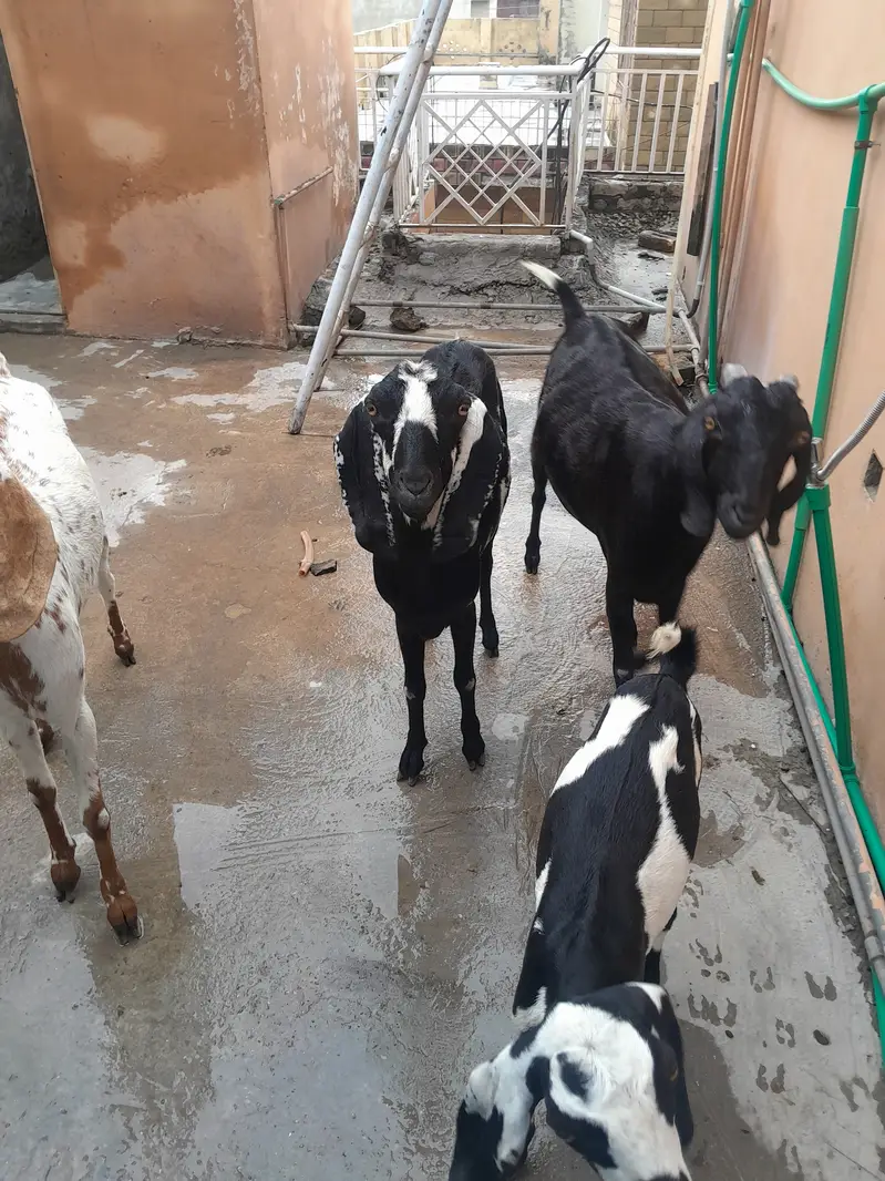3 bakrian or aik path he bakria MashaAllah sehat mand hen — photo 10