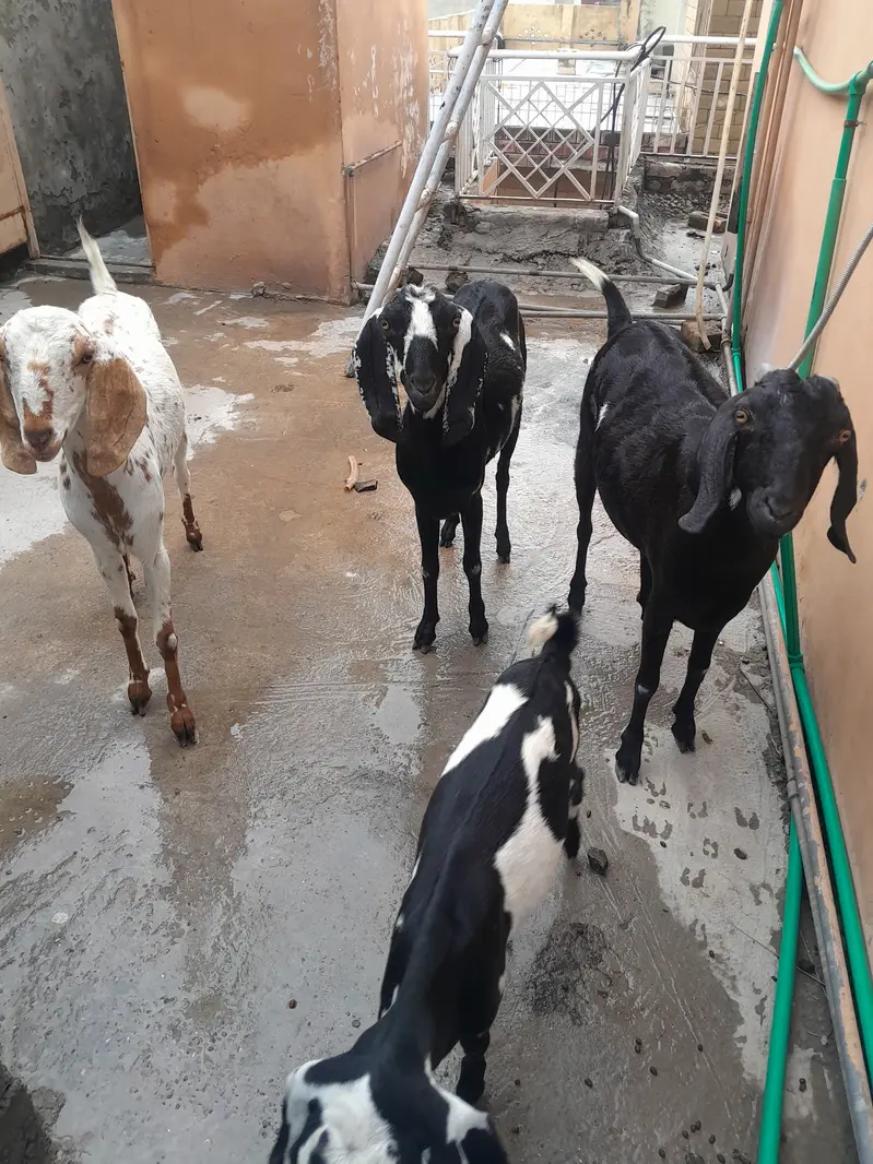 3 bakrian or aik path he bakria MashaAllah sehat mand hen — photo 11