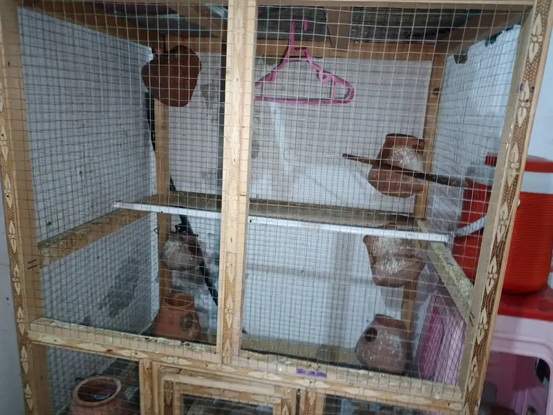Parrots cage,cages,big cage,wood cage,kaujays — photo 4