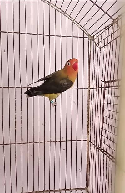 DD-GREEN B1B2 Fisheri Breedar Female.